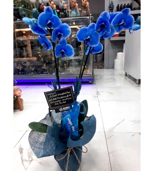 Çift Dallı Mavi Orkide